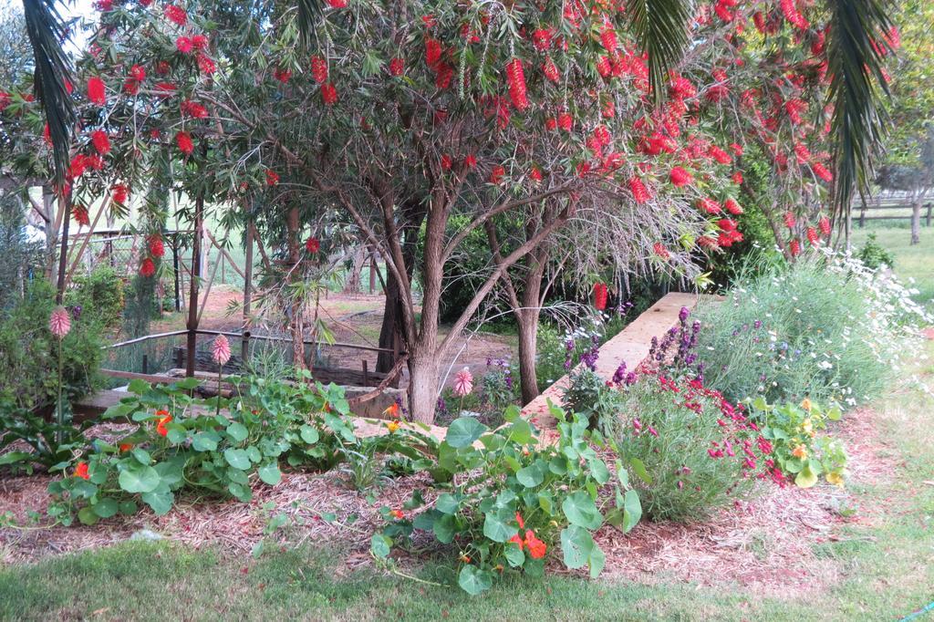 Bentwood Olive Grove Accommodation Greenough Номер фото